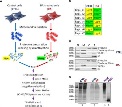 Exploring the Mitochondrial Degradome by the TAILS Proteomics Approach in a Cellular Model of Parkinson’s Disease